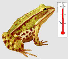 grenouille thermom�tre